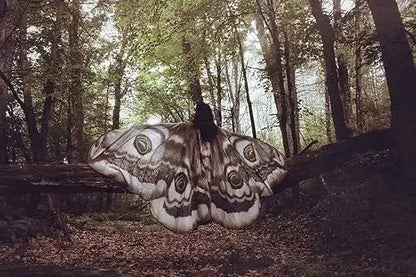 Gray moth wing chiffon cape laid flat